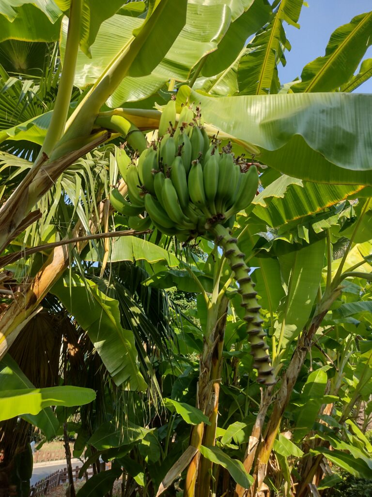 Banany na bananowcu w Mersin, Turcja