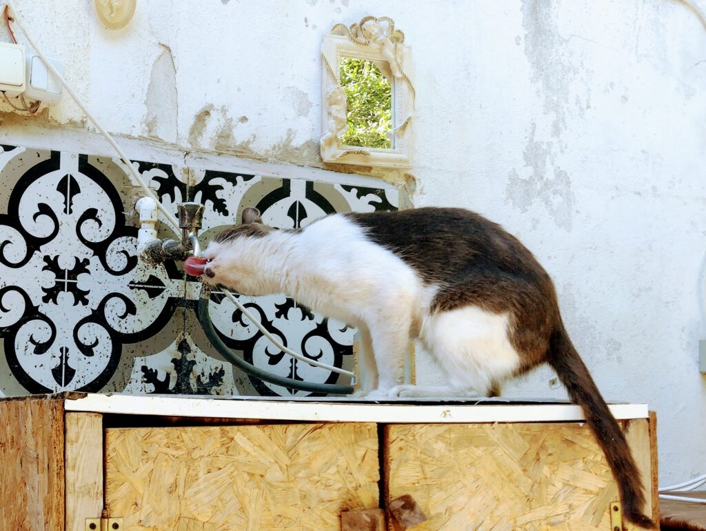 Dwa ostrzeżenia w jednym - w Turcji warto uważać zarówno na bezdomne zwierzęta jak i na wodę z kranu